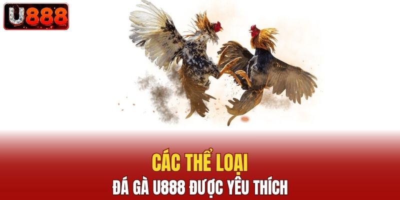 Các thể loại đá gà U888 được yêu thích