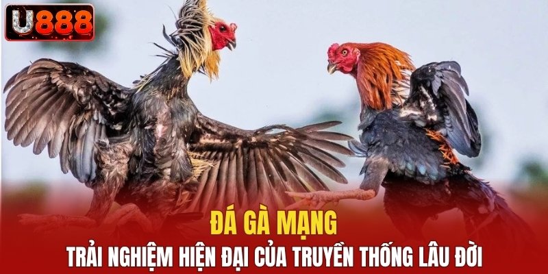 Đá gà mạng