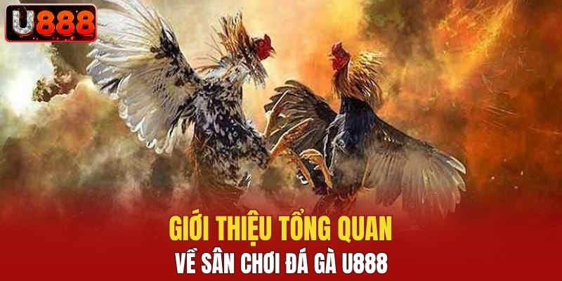 Giới thiệu tổng quan về sân chơi đá gà U888