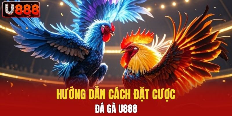 Hướng dẫn cách đặt cược cùng đá gà U888