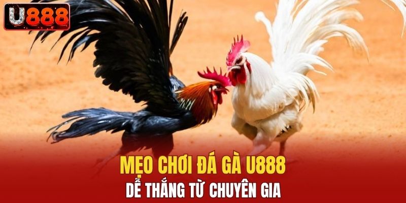 Mẹo chơi đá gà U888 dễ thắng từ các chuyên gia