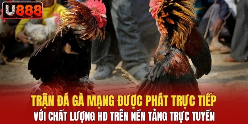 Trận đá gà mạng được phát trực tiếp với chất lượng HD trên nền tảng trực tuyến