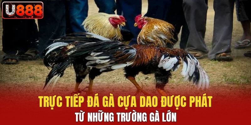 Trực tiếp đá gà cựa dao được phát từ những trường gà lớn